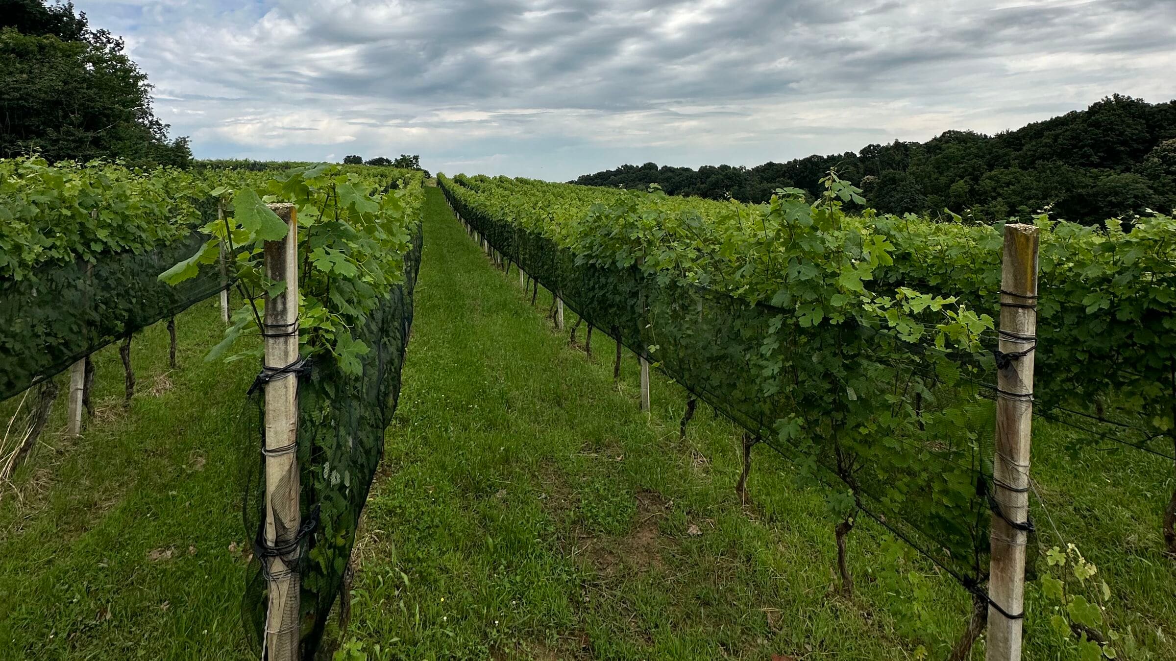 I filari dei vigneti Anzivino a Gattinara sotto un cielo coperto