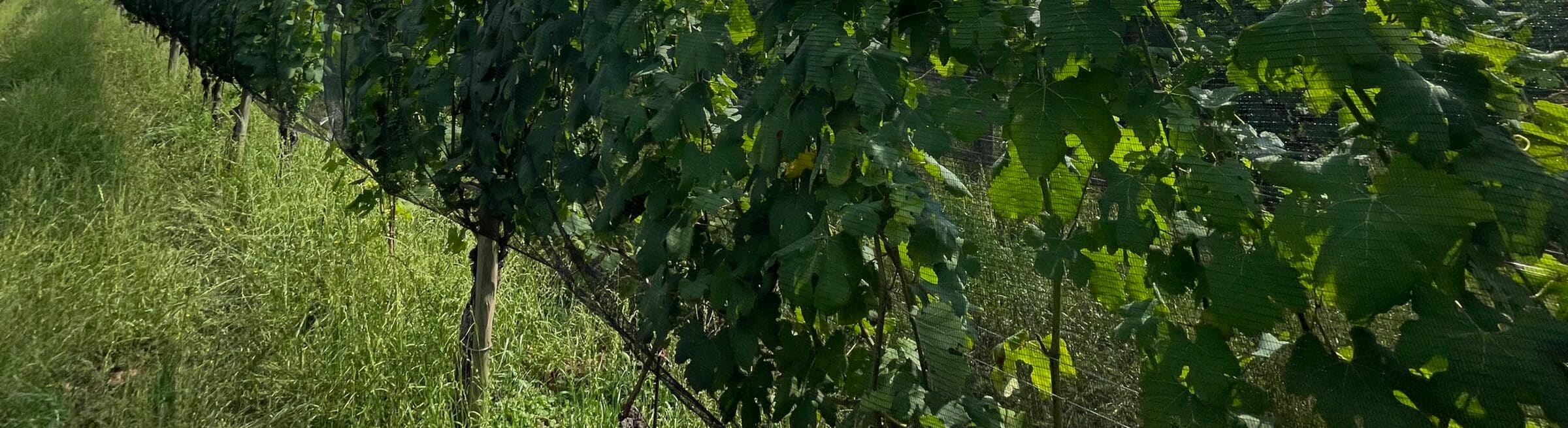 Le viti di Nebbiolo in vegetazione nei vigneti Anzivino a Gattinara