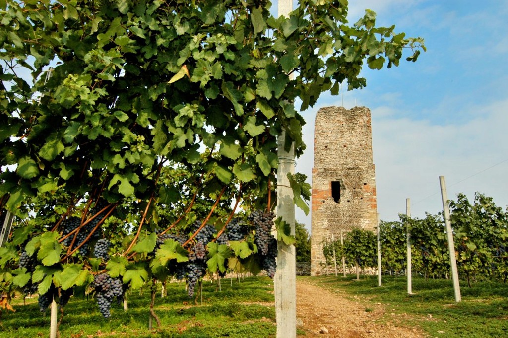Vigneti Nebbiolo Gattinara — terroir vulcanico Alto Piemonte