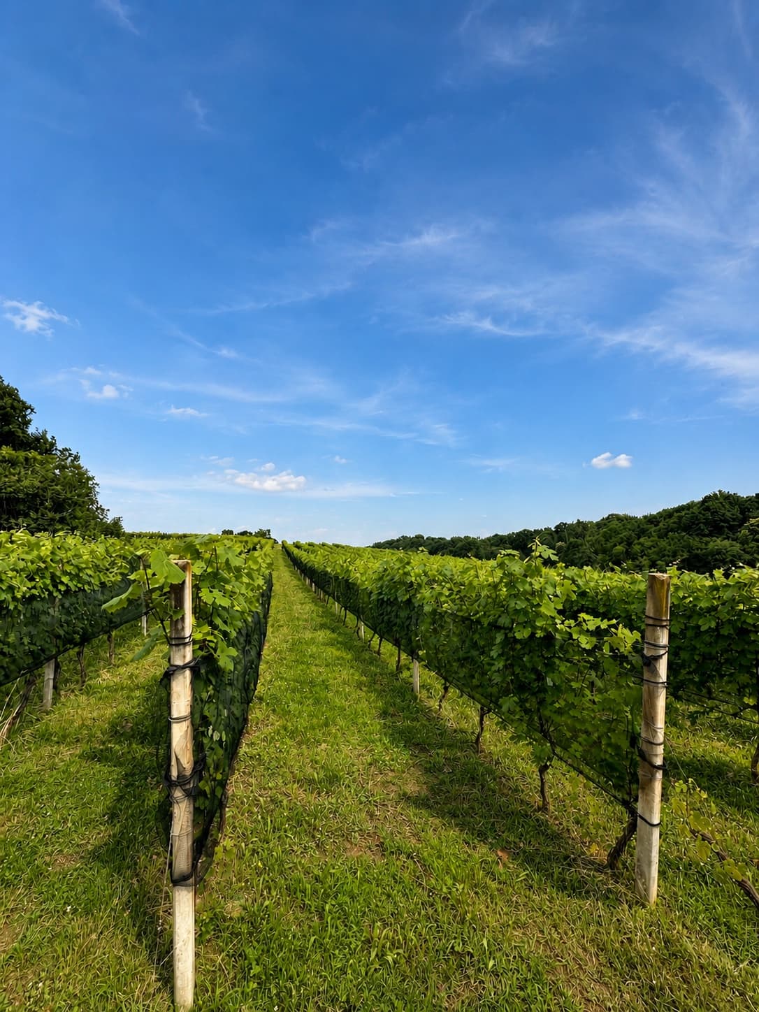 Vigneti Anzivino sulle colline porfiriche di Gattinara — Alto Piemonte